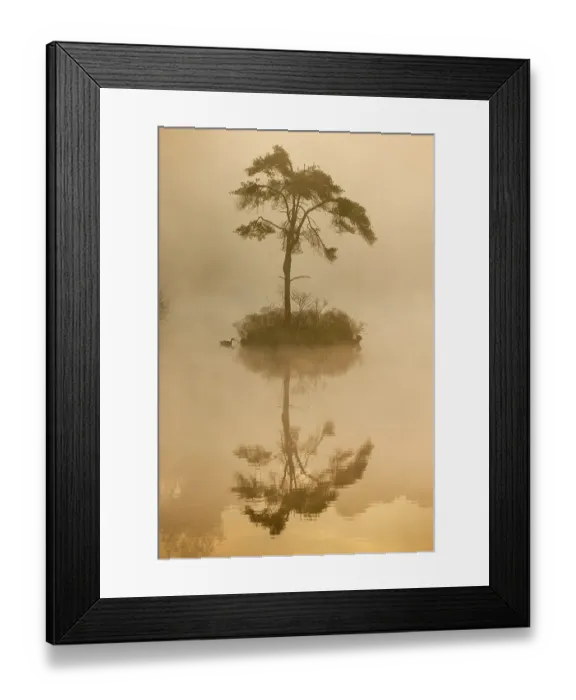 Framed Print : Landscape of a fen at dawn sunrise with Canada goose (Branta canadensis) Oisterwijkse Bossen en Vennen Nature reserve, Oisterwijk, The Netherlands. April Framed Print : Landscape of a fen at dawn sunrise with Canada goose (Branta canadensis) Oisterwijkse Bossen en Vennen Nature reserve, Oisterwijk, The Netherlands. April