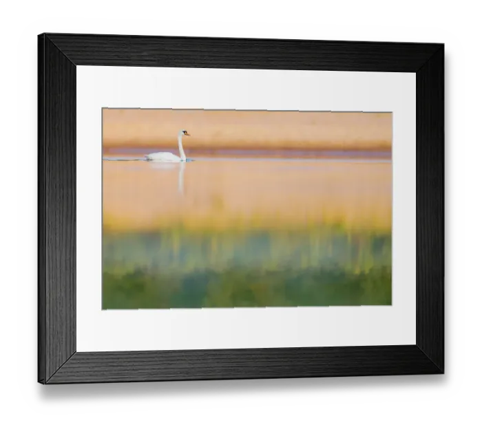 Framed Print : Mute swan (Cygnus olor) on river in evening light, Gelderse Poort, near Nijmegen, The Netherlands. June Framed Print : Mute swan (Cygnus olor) on river in evening light, Gelderse Poort, near Nijmegen, The Netherlands. June