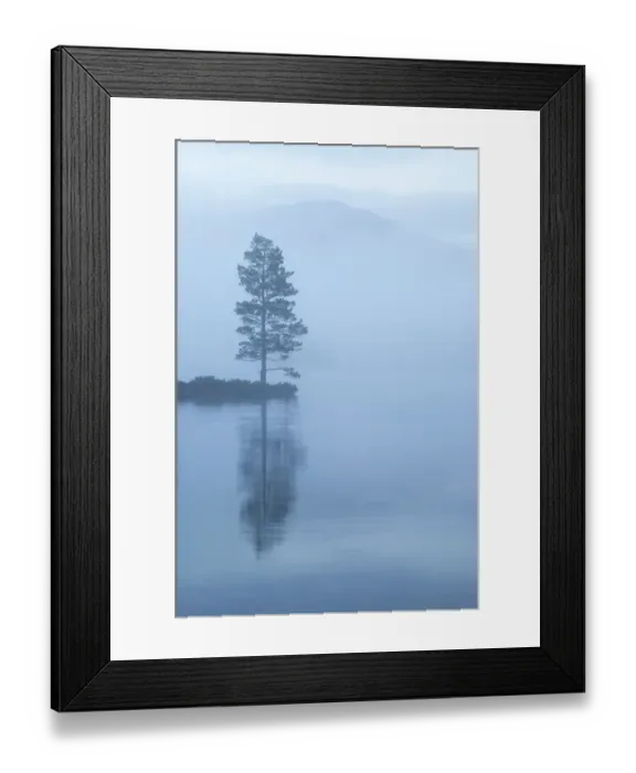 Framed Print : Lone Scots pine at dawn reflected in water, Loch an Eilein, Rothiemurchus forest, Cairngorms NP, Highland, Scotland, UK, April 2011 Framed Print : Lone Scots pine at dawn reflected in water, Loch an Eilein, Rothiemurchus forest, Cairngorms NP, Highland, Scotland, UK, April 2011