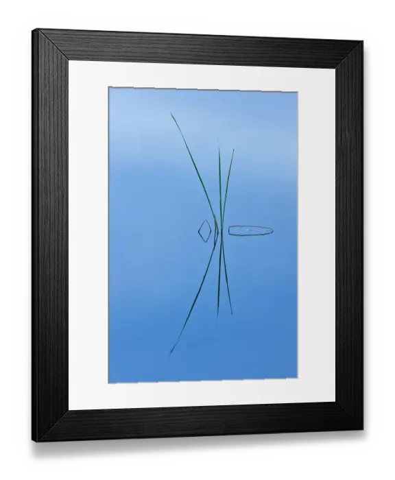 Framed Print : Aquatic plants in water, Donana NP, Andalucia, Spain Framed Print : Aquatic plants in water, Donana NP, Andalucia, Spain