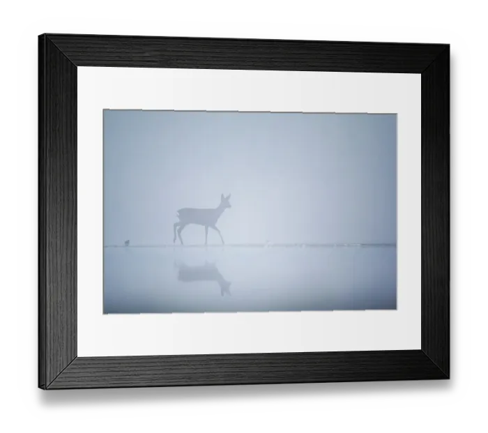 Framed Print : Roe deer (Capreolus capreolus) on a misty morning at the edge of a pond. Valkenhorst Nature Reserve, Valkenswaard, The Netherlands. December Framed Print : Roe deer (Capreolus capreolus) on a misty morning at the edge of a pond. Valkenhorst Nature Reserve, Valkenswaard, The Netherlands. December