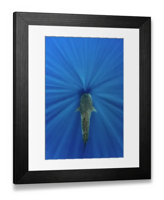 Framed Print : Whale shark (Rhincodon typus) swimming through sun beams. This individual was following blue whales around to feed on their faeces. Indian Ocean, off Sri Lanka Framed Print : Whale shark (Rhincodon typus) swimming through sun beams. This individual was following blue whales around to feed on their faeces. Indian Ocean, off Sri Lanka