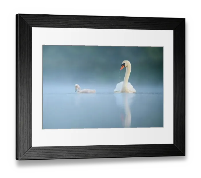 Framed Print : Mute swan (Cygnus olor) adult and cygnet swimming on misty lake at dawn. Richmond Park, London, UK. May Framed Print : Mute swan (Cygnus olor) adult and cygnet swimming on misty lake at dawn. Richmond Park, London, UK. May