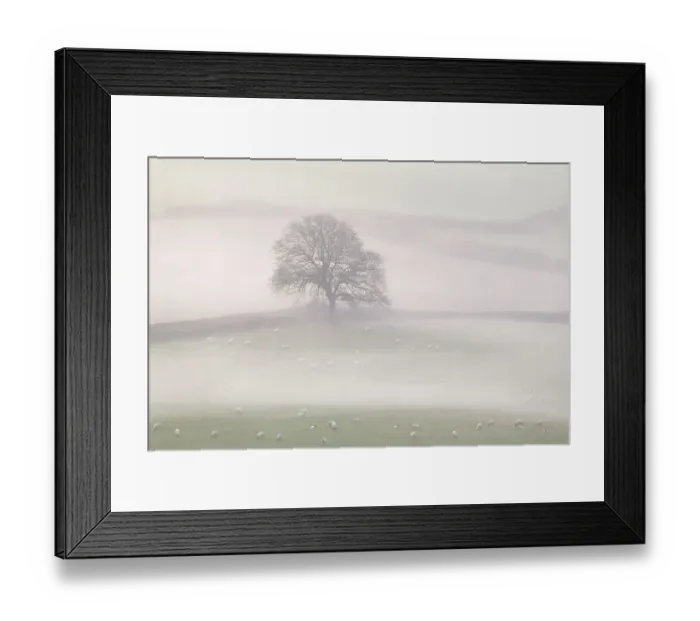 Framed Print : Lone tree in countryside with sheep, in early morning mist, Marshwood Vale, Dorset, UK. November 2020 Framed Print : Lone tree in countryside with sheep, in early morning mist, Marshwood Vale, Dorset, UK. November 2020