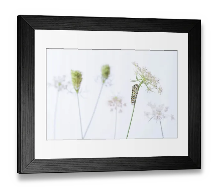 Framed Print : RF - Swallowtail butterfly (Papilio machaon) caterpillar on Wild carrot (Daucus carota) flowers. The Netherlands. August. (This image may be licensed either as rights managed or royalty free.) Framed Print : RF - Swallowtail butterfly (Papilio machaon) caterpillar on Wild carrot (Daucus carota) flowers. The Netherlands. August. (This image may be licensed either as rights managed or royalty free.)