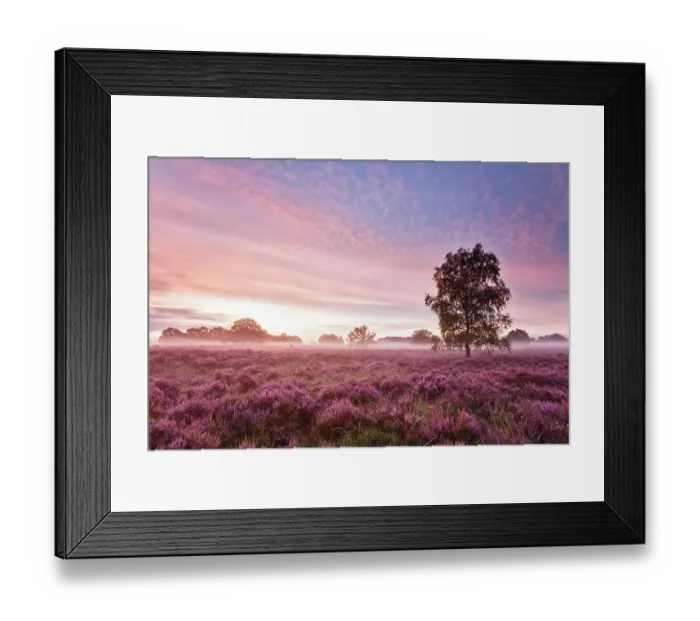 Framed Print : Sunrise with fog over heather landscape, Kampina Nature Reserve, Oisterwijk, The Netherlands, August 2007 Framed Print : Sunrise with fog over heather landscape, Kampina Nature Reserve, Oisterwijk, The Netherlands, August 2007