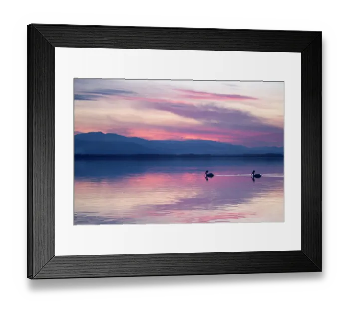 Framed Print : Dalmatian Pelicans (Pelecanus crispus) in dusk light on lake. Lake Kerkini, Greece, March 2012 Framed Print : Dalmatian Pelicans (Pelecanus crispus) in dusk light on lake. Lake Kerkini, Greece, March 2012