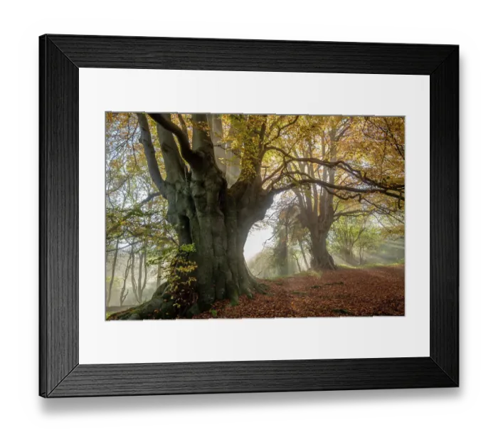 Framed Print : Ancient Beech trees (Fagus sylvatica), Lineover Wood, Gloucestershire UK. The second largest Beech tree in England in the foreground. November 2015 Framed Print : Ancient Beech trees (Fagus sylvatica), Lineover Wood, Gloucestershire UK. The second largest Beech tree in England in the foreground. November 2015