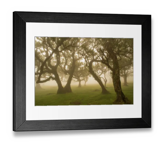 Framed Print : Ancient Laurel forest / Laurisilva UNESCO World Heritage Site, Maderia Framed Print : Ancient Laurel forest / Laurisilva UNESCO World Heritage Site, Maderia
