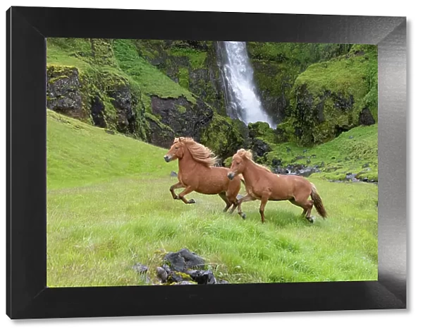RF - Icelandic horses, two running through grassland beside stream, waterfall in background. Southern Iceland. June 2018. (This image may be licensed either as rights managed or royalty free.)