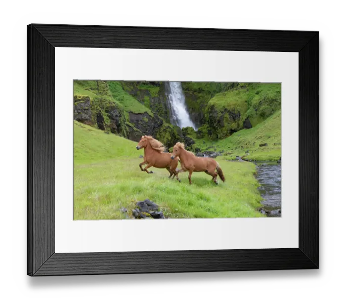 Framed Print : RF - Icelandic horses, two running through grassland beside stream, waterfall in background. Southern Iceland. June 2018. (This image may be licensed either as rights managed or royalty free.) Framed Print : RF - Icelandic horses, two running through grassland beside stream, waterfall in background. Southern Iceland. June 2018. (This image may be licensed either as rights managed or royalty free.)