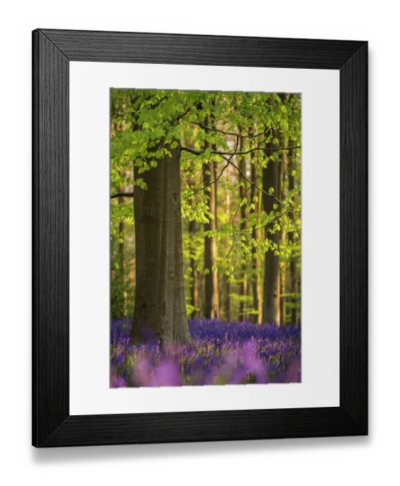 Framed Print : Beech trees (Fagus sylvatica) and english bluebells (Hyacinthoides non-scripta). Early mornig light. West Wood, nr Marlborough, Wiltshire, UK. May 2021 Framed Print : Beech trees (Fagus sylvatica) and english bluebells (Hyacinthoides non-scripta). Early mornig light. West Wood, nr Marlborough, Wiltshire, UK. May 2021