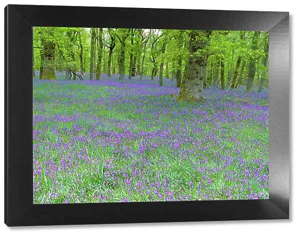 Bluebells flowering in beech wood Perthshire, Scotland, UK {Hyacinthoides non-scripta}