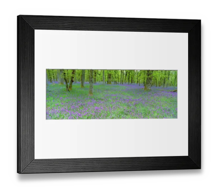 Framed Print : Bluebells flowering in beech wood Perthshire, Scotland, UK {Hyacinthoides non-scripta} Framed Print : Bluebells flowering in beech wood Perthshire, Scotland, UK {Hyacinthoides non-scripta}