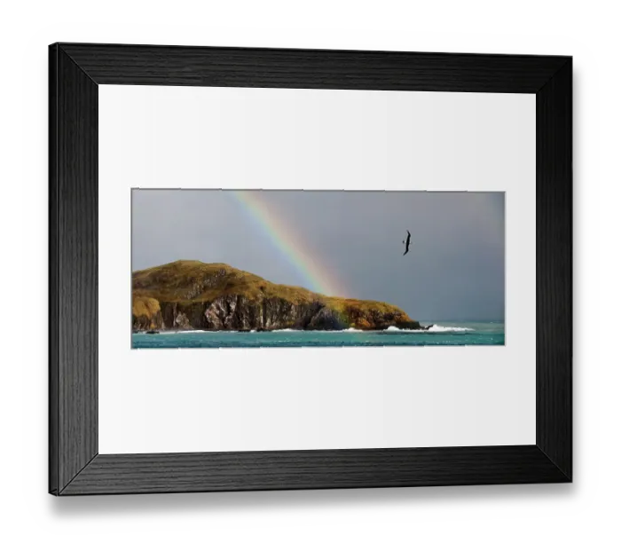 Framed Print : Black-browed Albatross (Thalassarche melanophrys) flying off the Bay of Isles, South Atlantic. January.(digitally stitched image) Framed Print : Black-browed Albatross (Thalassarche melanophrys) flying off the Bay of Isles, South Atlantic. January.(digitally stitched image)
