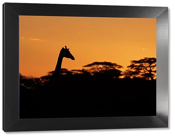 Two Masai Giraffes (Giraffa camelopardalis tippelskirchii) heads silhouetted against sky, above tree line at dusk, Serengeti NP, Tanzania, East Africa, January