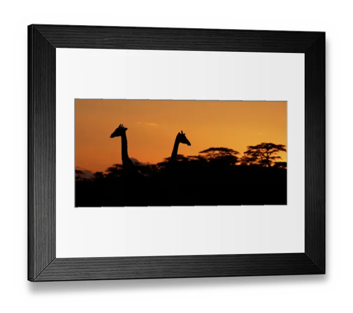 Framed Print : Two Masai Giraffes (Giraffa camelopardalis tippelskirchii) heads silhouetted against sky, above tree line at dusk, Serengeti NP, Tanzania, East Africa, January Framed Print : Two Masai Giraffes (Giraffa camelopardalis tippelskirchii) heads silhouetted against sky, above tree line at dusk, Serengeti NP, Tanzania, East Africa, January