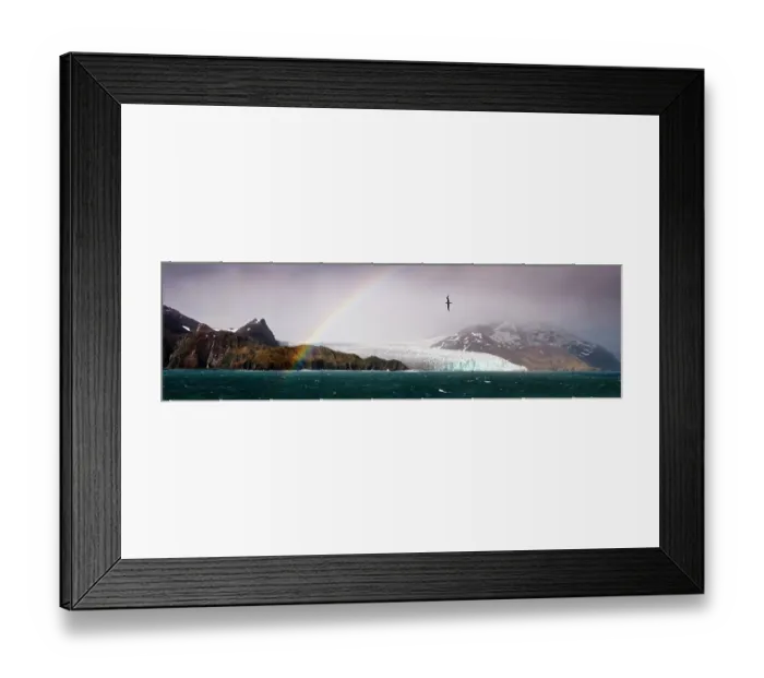 Framed Print : Light-mantled Sooty Albatross (Phoebetria palpebrata) flying over Fortuna Glacier with rainbow, Fortuna Bay, South Georgia. January 2010. (digitally stitched image) Framed Print : Light-mantled Sooty Albatross (Phoebetria palpebrata) flying over Fortuna Glacier with rainbow, Fortuna Bay, South Georgia. January 2010. (digitally stitched image)
