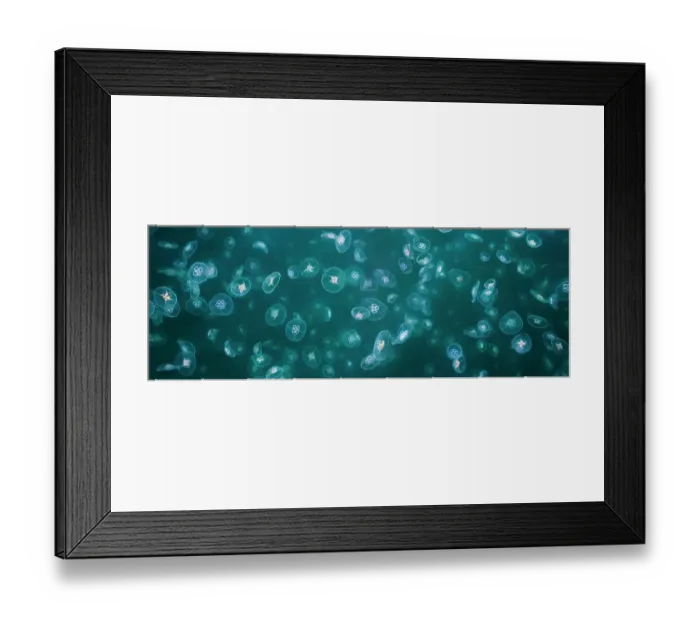 Framed Print : Swarm of Common / Moon Jellyfish (Aurelia aurita)in sea loch, Isle of Mull, Scotland. June. Digitally stitched panorama Framed Print : Swarm of Common / Moon Jellyfish (Aurelia aurita)in sea loch, Isle of Mull, Scotland. June. Digitally stitched panorama