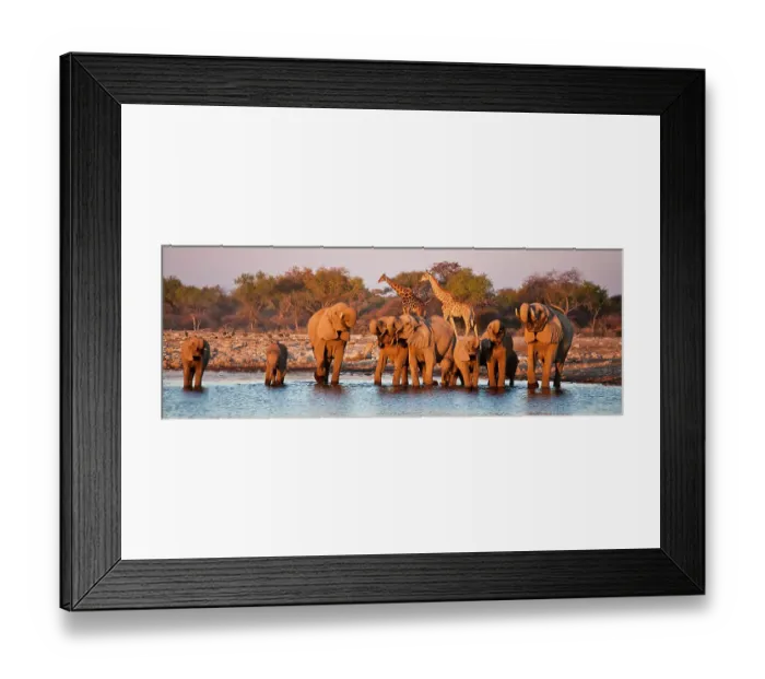 Framed Print : Herd of African elephant (Loxodonta africana) drinking at waterhole with Giraffe (Giraffa camelopardalis) in background, Etosha National Park, Namibia, August 2009 Framed Print : Herd of African elephant (Loxodonta africana) drinking at waterhole with Giraffe (Giraffa camelopardalis) in background, Etosha National Park, Namibia, August 2009