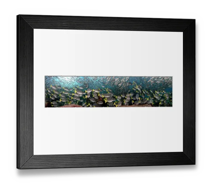 Framed Print : Schooling Black Striped Salema / Snapper (Xenocys jessiae) and Yellowtail Surgeonfish (Prionurus laticlavius). Galapagos Islands, Equador. Three images were stitched to create this panorama Framed Print : Schooling Black Striped Salema / Snapper (Xenocys jessiae) and Yellowtail Surgeonfish (Prionurus laticlavius). Galapagos Islands, Equador. Three images were stitched to create this panorama