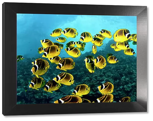 Five images of schooling Raccoon Butterflyfish (Chaetodon lunula) digitally combined for this panorama photograph. Lanai, Hawaii