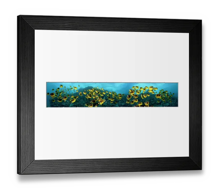Framed Print : Five images of schooling Raccoon Butterflyfish (Chaetodon lunula) digitally combined for this panorama photograph. Lanai, Hawaii Framed Print : Five images of schooling Raccoon Butterflyfish (Chaetodon lunula) digitally combined for this panorama photograph. Lanai, Hawaii