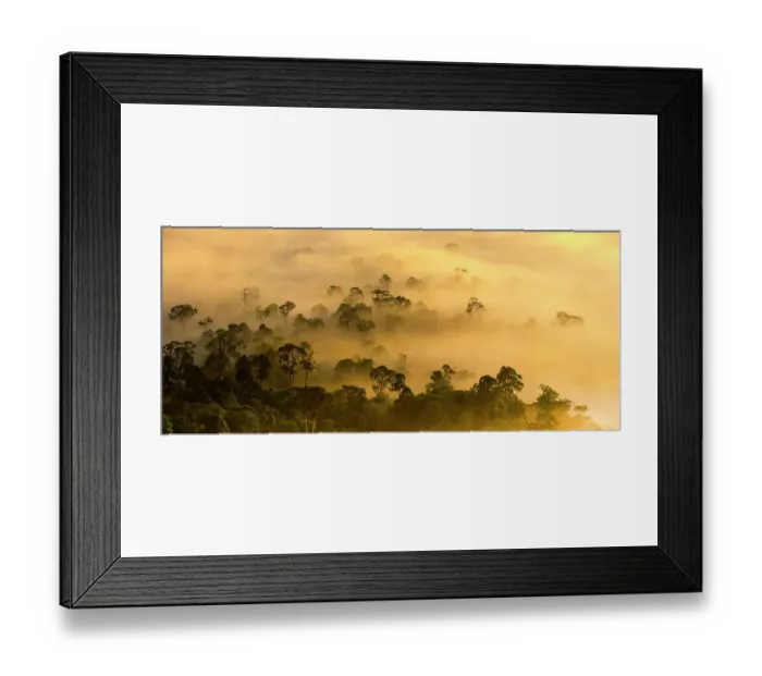 Framed Print : Mist hanging over lowland rainforest just after sunrise in the heart of Maliau Basin - Sabah's Lost World'. Lobah Camp, Maliau Basin, Borneo Framed Print : Mist hanging over lowland rainforest just after sunrise in the heart of Maliau Basin - Sabah's Lost World'. Lobah Camp, Maliau Basin, Borneo