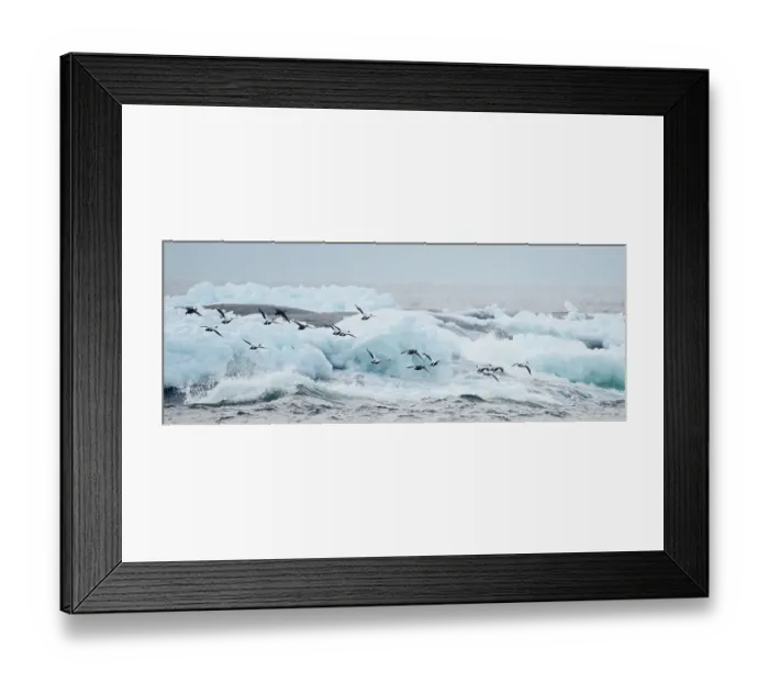 Framed Print : Eider (Somateria mollisima) flock in flight over coastal ice and sea, Finland March Framed Print : Eider (Somateria mollisima) flock in flight over coastal ice and sea, Finland March