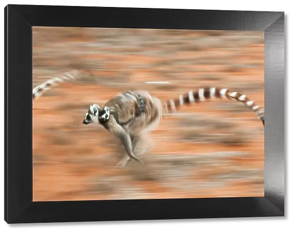Two female Ring-tailed lemurs (Lemur catta) carrying infants (3-4 weeks) while running across open ground, Berenty Private Reserve, southern Madagascar. (digitally stitched image)
