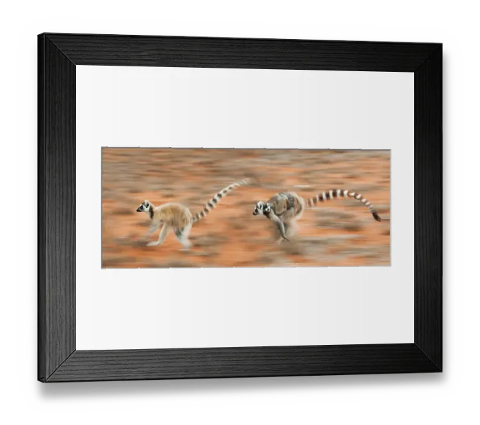 Framed Print : Two female Ring-tailed lemurs (Lemur catta) carrying infants (3-4 weeks) while running across open ground, Berenty Private Reserve, southern Madagascar. (digitally stitched image) Framed Print : Two female Ring-tailed lemurs (Lemur catta) carrying infants (3-4 weeks) while running across open ground, Berenty Private Reserve, southern Madagascar. (digitally stitched image)