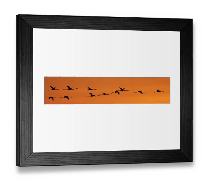 Framed Print : Greater flamingos (Phoenicopterus ruber) in flight at dawn, Camargue, France. Digitally added flamingo Framed Print : Greater flamingos (Phoenicopterus ruber) in flight at dawn, Camargue, France. Digitally added flamingo