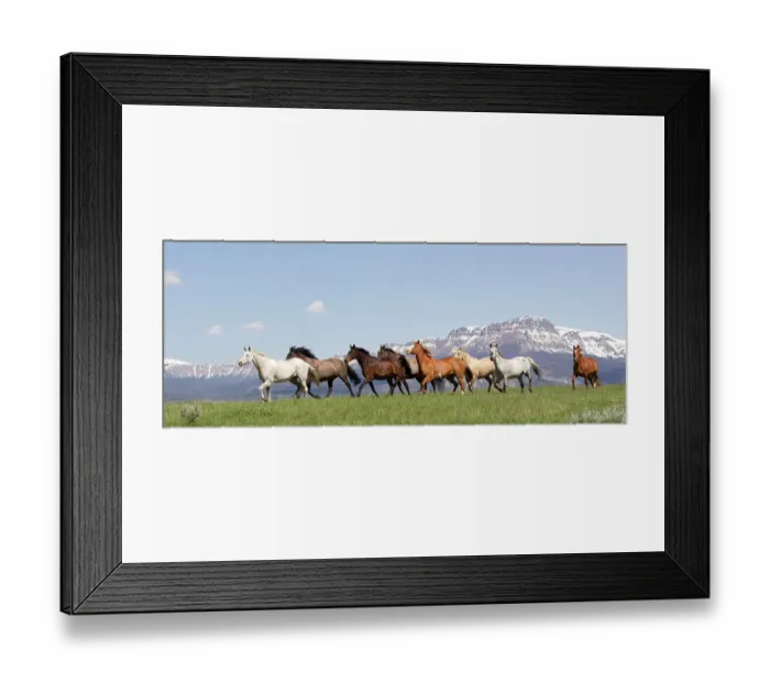Framed Print : Herd of horses on ranch with mountains in background, Jackson Hole, Wyoming, USA, July 2011