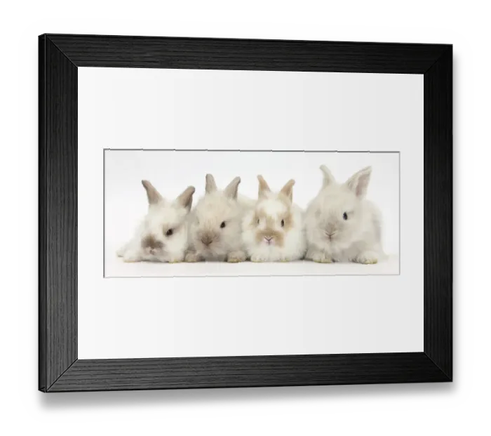 Framed Print : Four baby Lionhead cross Lop bunnies in a row Framed Print : Four baby Lionhead cross Lop bunnies in a row