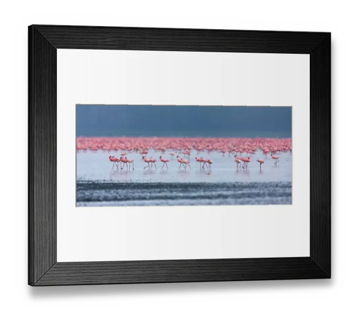 Framed Print : Lesser flamingo (Phoeniconaias minor) flock in lake Nakuru, Kenya Framed Print : Lesser flamingo (Phoeniconaias minor) flock in lake Nakuru, Kenya