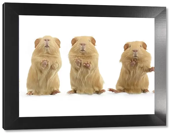 Composite image of dancing guinea pig, standing on hind legs sequence