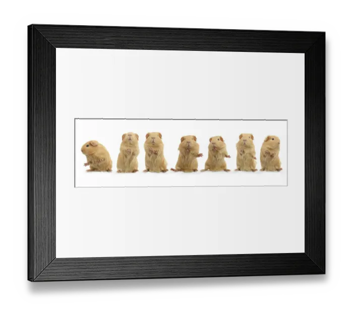 Framed Print : Composite image of dancing guinea pig, standing on hind legs sequence Framed Print : Composite image of dancing guinea pig, standing on hind legs sequence