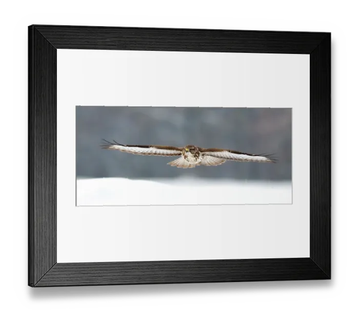 Framed Print : Common buzzard (Buteo buteo) in flight over snow, Pusztaszer, Hungary, January Framed Print : Common buzzard (Buteo buteo) in flight over snow, Pusztaszer, Hungary, January