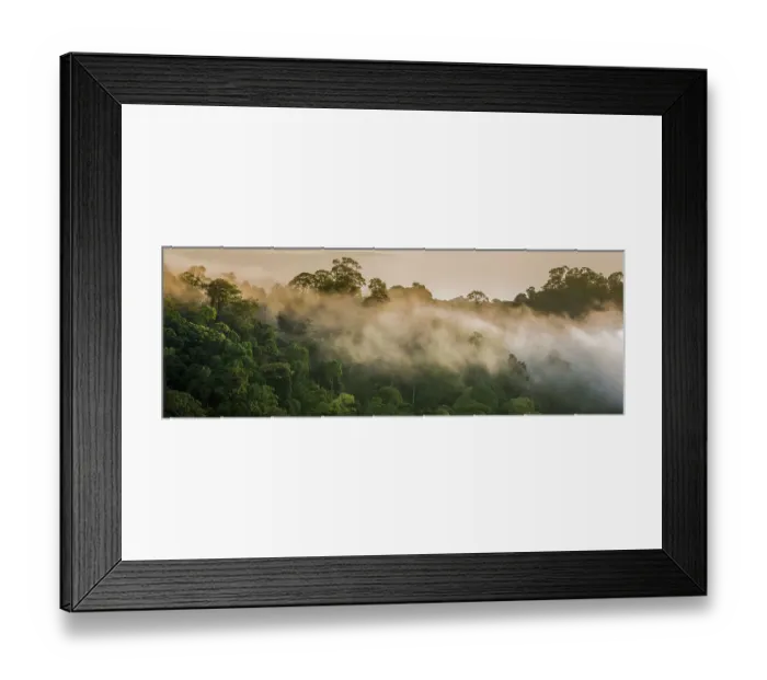 Framed Print : RF- Early morning mist over the rainforest canopy. Temburong National Park, Brunei, Borneo. February 2009 Framed Print : RF- Early morning mist over the rainforest canopy. Temburong National Park, Brunei, Borneo. February 2009