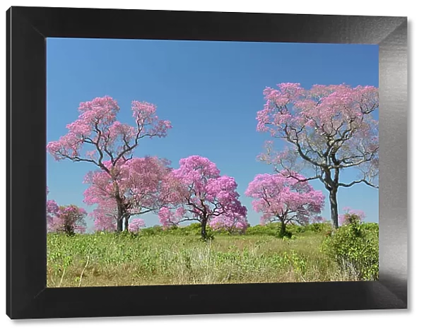 Pink Ipe trees (Tabebuia ipe  /  Handroanthus impetiginosus) in flower, Pantanal, Mato Grosso State, Western Brazil