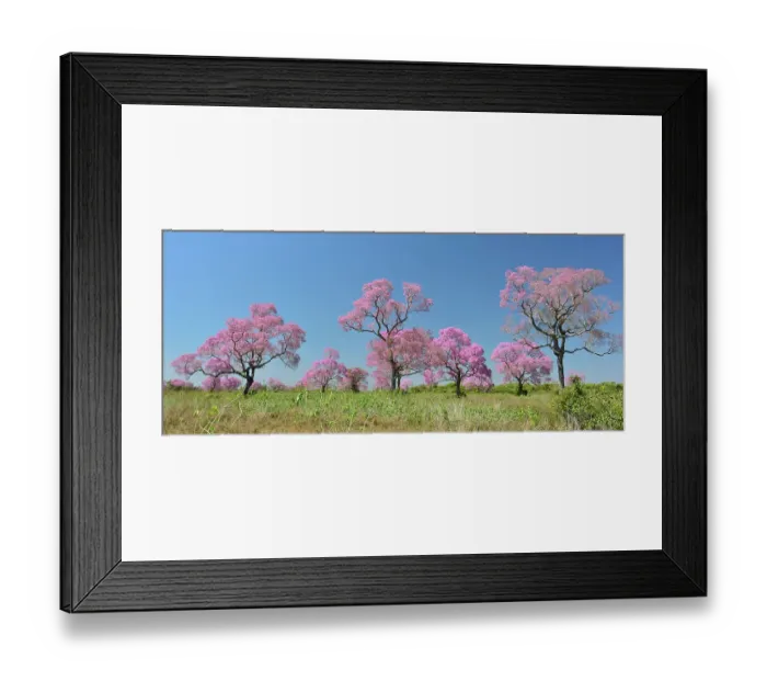 Framed Print : Pink Ipe trees (Tabebuia ipe / Handroanthus impetiginosus) in flower, Pantanal, Mato Grosso State, Western Brazil Framed Print : Pink Ipe trees (Tabebuia ipe / Handroanthus impetiginosus) in flower, Pantanal, Mato Grosso State, Western Brazil