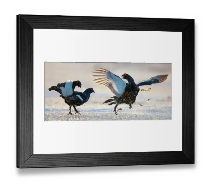 Framed Print : Black Grouse (Tetrao tetrix) males at lek, Utajarvi, Finland, April Framed Print : Black Grouse (Tetrao tetrix) males at lek, Utajarvi, Finland, April