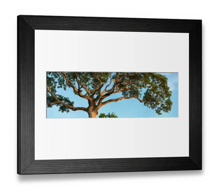 Framed Print : Lupuna tree (Chorisia insignis) in lowland rainforest, Panguana Reserve, Huanuca province, Amazon basin, Peru Framed Print : Lupuna tree (Chorisia insignis) in lowland rainforest, Panguana Reserve, Huanuca province, Amazon basin, Peru