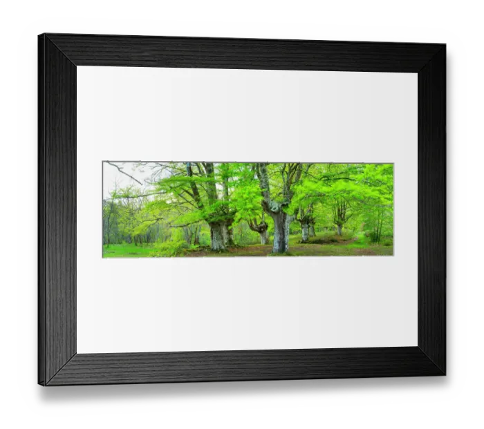 Framed Print : Beech tree (Fagus sylvatica), Gorbeia Natural Park, Alava, Basque Country, Spain, May 2015 Framed Print : Beech tree (Fagus sylvatica), Gorbeia Natural Park, Alava, Basque Country, Spain, May 2015