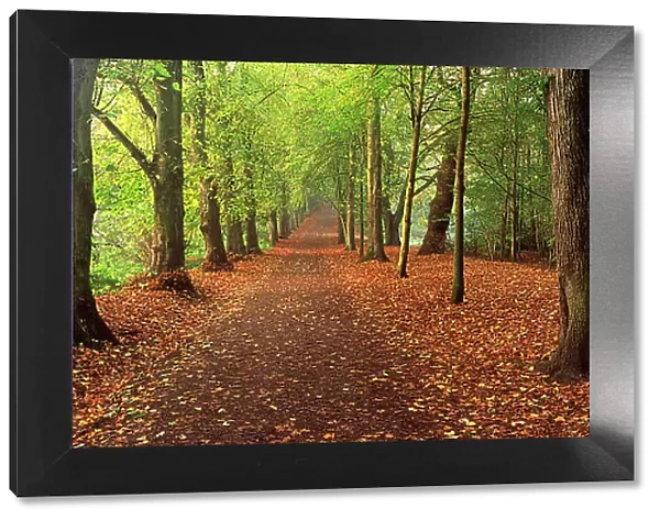 Avenue of autumnal trees, Hampstead Heath, London, England, UK