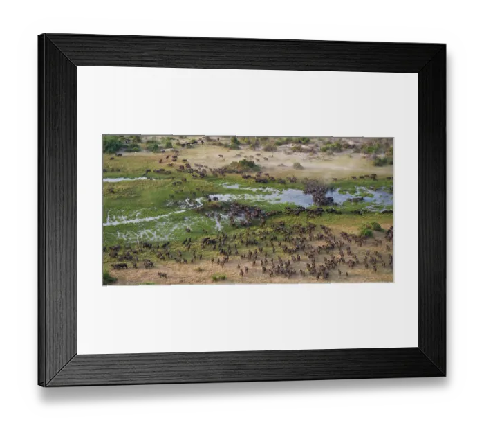 Framed Print : Cape Buffalo (Syncerus caffer) aerial view of herd crossing a water channel in the Okavango Delta, Botswana Framed Print : Cape Buffalo (Syncerus caffer) aerial view of herd crossing a water channel in the Okavango Delta, Botswana