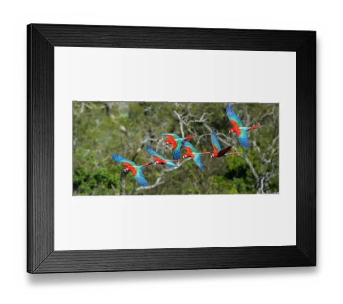 Framed Print : RF - Red-and-Green Macaws or Green-winged Macaws (Ara chloropterus) in flight over forest canopy. Buraco das Araras (Sinkhole of the Macaws), Jardim, Mato Grosso do Sul, Brazil. September Framed Print : RF - Red-and-Green Macaws or Green-winged Macaws (Ara chloropterus) in flight over forest canopy. Buraco das Araras (Sinkhole of the Macaws), Jardim, Mato Grosso do Sul, Brazil. September