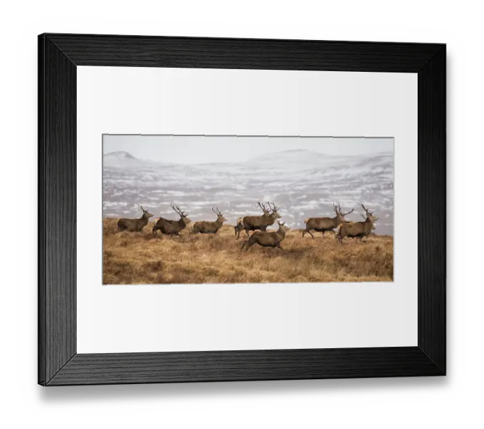 Framed Print : Red deer (Cervus elaphus) stags running in herd across moorland, February Framed Print : Red deer (Cervus elaphus) stags running in herd across moorland, February