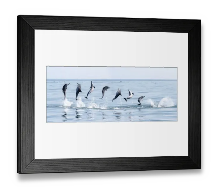 Framed Print : Spinner dolphin (Stenella longirostris) engaged in spinning manoeuvre, Sri Lanka. Composite sequence of images Framed Print : Spinner dolphin (Stenella longirostris) engaged in spinning manoeuvre, Sri Lanka. Composite sequence of images