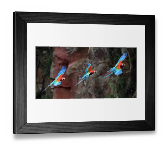 Framed Print : Sequence of a Red-and-green macaw or green-winged macaw (Ara chloropterus) coming into land at its nest hole on a cliff. Buraco das Araras, Jardim, Mato Grosso do Sul, Brazil. September. Digital composite image Framed Print : Sequence of a Red-and-green macaw or green-winged macaw (Ara chloropterus) coming into land at its nest hole on a cliff. Buraco das Araras, Jardim, Mato Grosso do Sul, Brazil. September. Digital composite image
